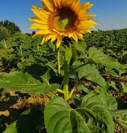 Alojamento de Turismo Rural La Lenticchia *