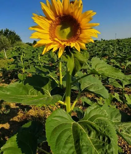 Agroturismo La Lenticchia *